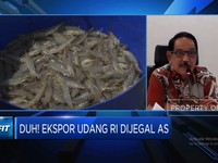 Video: Ekspor Udang RI Dijegal AS, KKP Ungkap 