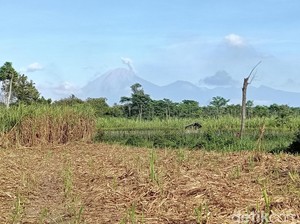 Gunung Semeru Erupsi Pagi Ini, Semburkan Abu Vulkanik hingga 300 Meter