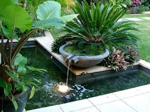 Mau Bikin Kolam Ikan di Rumah? Perhatikan Dulu 5 Hal Ini