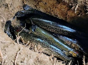 7 Ekor Ikan Aligator Hasil Sitaan di Situbondo Dimusnahkan