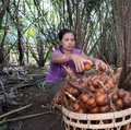 Petani Salak Pondoh di Lereng Merapi Teriak Minta Tolong, Ada Apa?