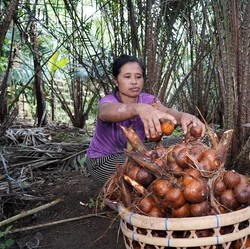 Petani Salak Pondoh di Lereng Merapi Teriak Minta Tolong, Ada Apa?