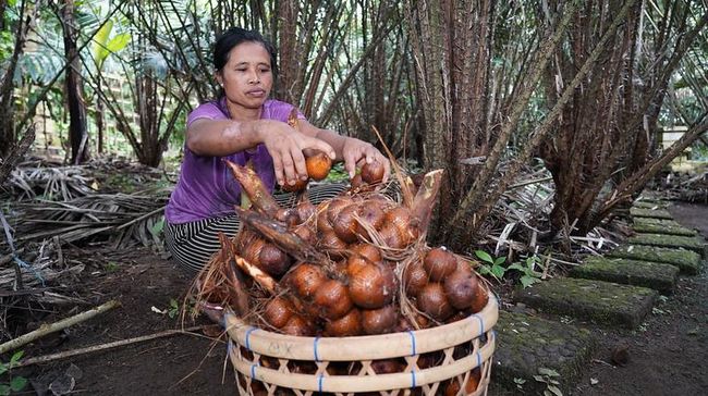 Petani Salak Pondoh di Lereng Merapi Teriak Minta Tolong, Ada Apa?