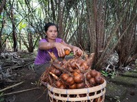Petani Salak Pondoh di Lereng Merapi Teriak Minta Tolong, Ada Apa?