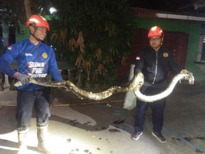 Hii! Ada Ular Sanca 4 Meter Sembunyi di Gorong-gorong Masjid Baiturohim Kalasan