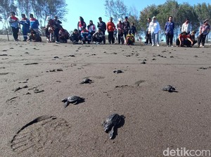Menolak Punah! 500 Tukik Penyu Lekang Dilepasliarkan di Pantai Sodong