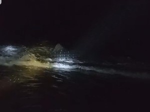 Hiu Tutul Masih Hidup Ditemukan Terdampar di Pantai Puger Jember