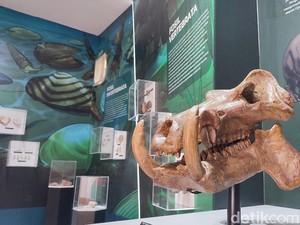 Melihat Jejak Kehidupan Purba di Ciamis di Museum Tambaksari