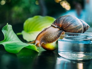 Cangkang Siput Ternyata Bisa Jadi Sumber Informasi Cuaca Masa Lalu