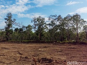 1 Juta Hektare Sawah Bakal Dicetak di Merauke, Ini Alasannya