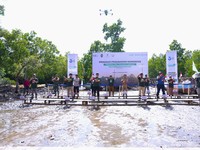 SPTP Rehabilitasi 25 Hektar Kawasan Mangrove di Sulawesi Tenggara