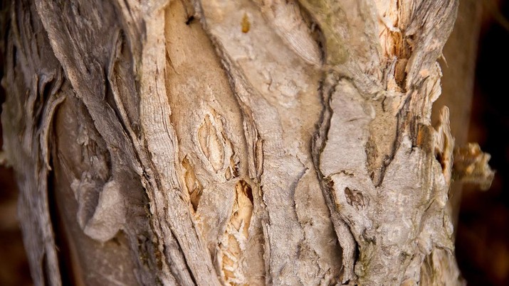 Ilustrasi Pohon Kayu Putih. (Pexel)