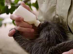 Kabar Gembira, Landak di Kebun Binatang Ini Berhasil Dioperasi Caesar