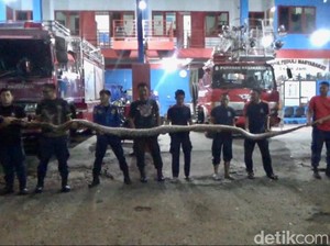 Penampakan Ular Piton 7 Meter di Parepare Nyaris Serang Warga Saat Dievakuasi