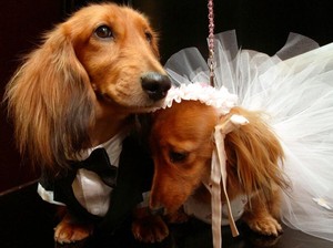 Pernikahan Anjing Peliharaan Tren di China, Tanda Kasih Sayang untuk Anabul