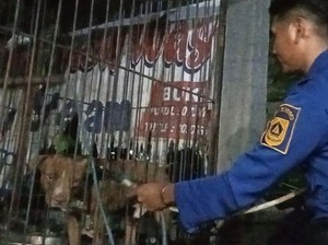 Anjing Pitbull Lepas lalu Serang Warga di Bogor, Damkar Turun Tangan