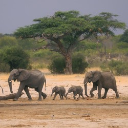 Jutaan Warga Afrika Kelaparan: Ratusan Gajah Disembelih & Dimakan