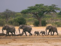 Jutaan Warga Afrika Kelaparan: Ratusan Gajah Disembelih & Dimakan
