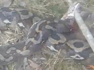 Penampakan Ular Piton 6 Meter Mati Dibunuh Usai Lilit Lansia di Luwu