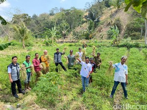 Mengurai Manfaat Budidaya Bawang Putih Lokal Asal Majalengka