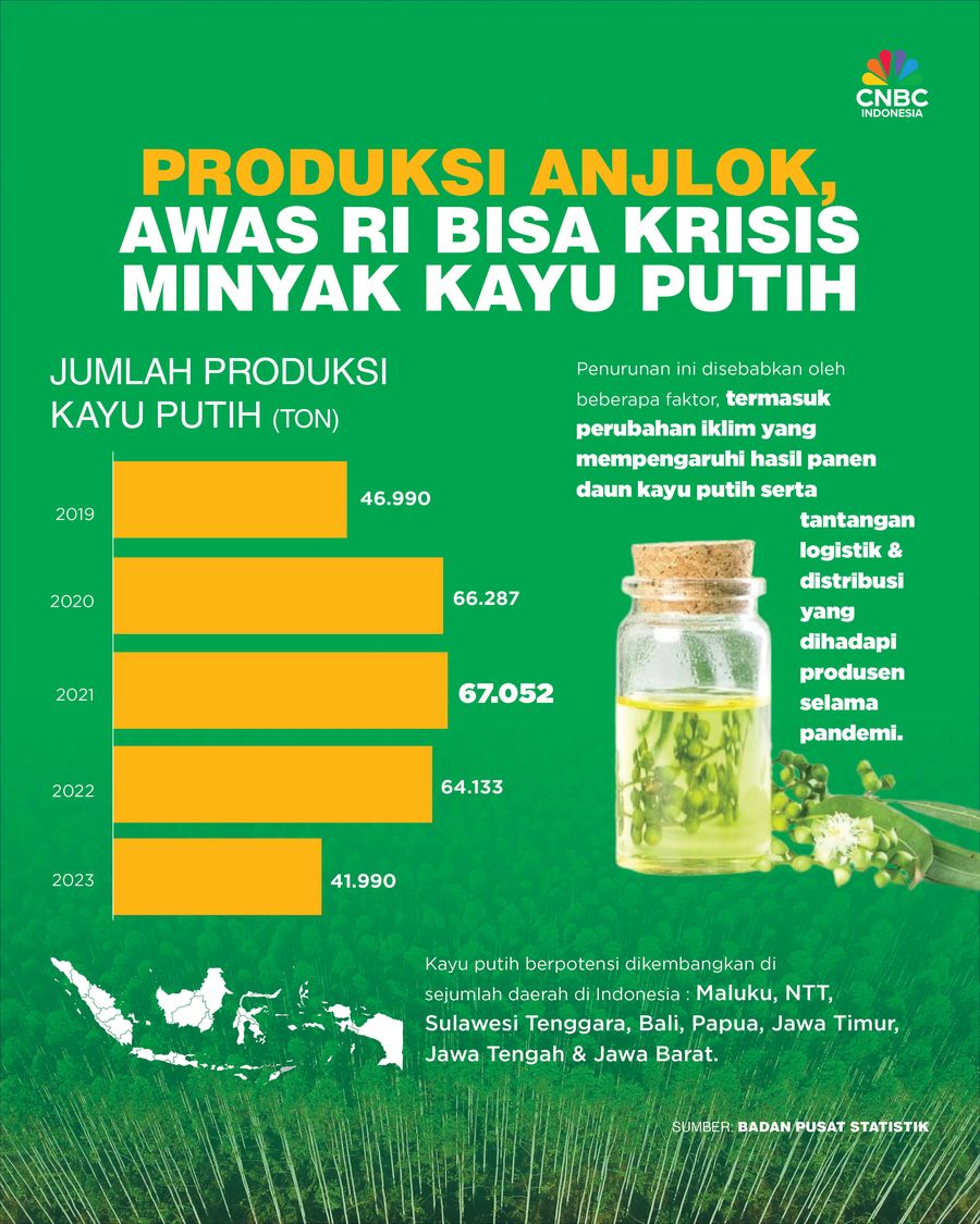 Produksi Anjlok, Awas RI Bisa Krisis Minyak Kayu Putih