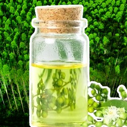 Bahaya Nih Bu! RI Terancam Krisis Minyak Kayu Putih