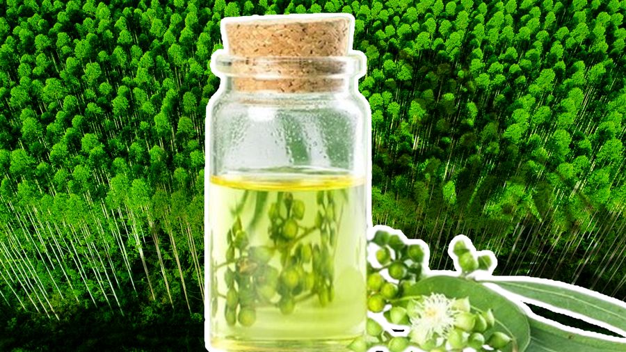 Produksi Anjlok, Awas RI Bisa Krisis Minyak Kayu Putih