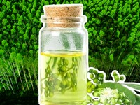 Bahaya Nih Bu! RI Terancam Krisis Minyak Kayu Putih