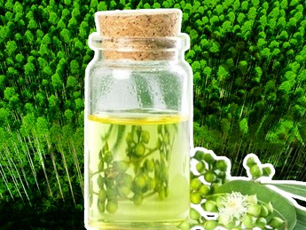 Bahaya Nih Bu! RI Terancam Krisis Minyak Kayu Putih