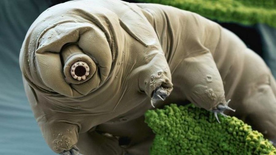 Tardigrada " beruang air" (dok: National Geographic)