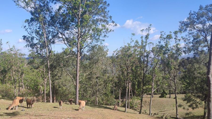 Bukit Cinta Oelbinose, Timor Tengah Utara, NTT