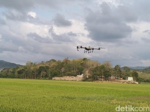 Petani di NTT Mulai Semprot Pupuk dan Obat Hama Pakai Drone