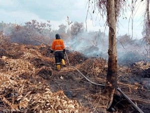 Karhutla di Muara Enim Mengarah Permukiman, Satgas Upayakan Pemadaman