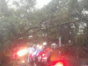 Pohon Tumbang Tutup Jalan Margasatwa Jaksel, Lalin Macet