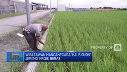 Video: Lonjakan Turis & Cuaca Buruk, Jepang Dilanda Krisis Beras