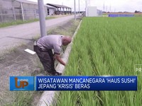 Video: Lonjakan Turis & Cuaca Buruk, Jepang Dilanda Krisis Beras