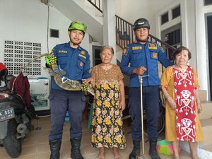 Biawak Masuk ke Rumah Lansia, Damkar Depok Evakuasi