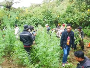 Video: Penampakan Ladang Ganja di Taman Nasional Bromo, 4 Orang Dibekuk!