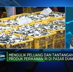 Video: KKP Soal RI Negara Maritim Tapi Masih Impor Kepiting & Rajungan