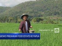 Video : Prabowo Pindahkan Food Estate ke Papua