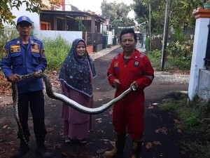 Hiii! Ular Sanca 3 Meter Muncul Dalam Kamar Warga Bogor