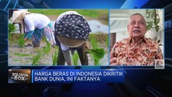Video: Harga Beras Naik, Ini Harapan Pengusaha
