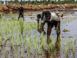 Mentan Ajak Sri Mulyani Blusukan Cek Proses Cetak Sawah di Merauke