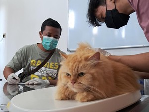 Pertahankan Kasus Rabies Zero, Banyuwangi Rutin Gelar Vaksinasi