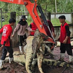 Petani di Negara Tetangga RI Bantai 125 Buaya Langka karena Ini