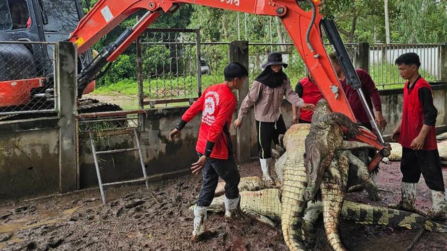 Petani Thailand terpaksa membunuh lebih dari 100 buaya yang terancam punah setelah topan merusak kandang mereka. (Dok. CrocodileLamphun via CNN Internasional)
