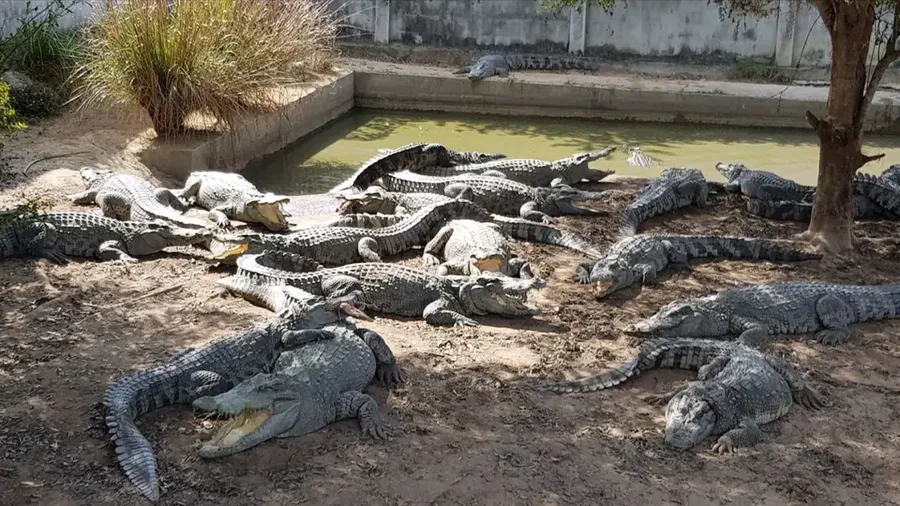 Petani Thailand terpaksa membunuh lebih dari 100 buaya yang terancam punah setelah topan merusak kandang mereka. (Dok. CrocodileLamphun via CNN Internasional)
