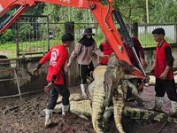 Petani di Negara Tetangga RI Bantai 125 Buaya Langka karena Ini