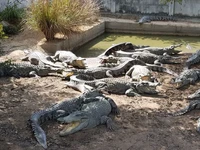 Israel Membabi Buta di Peternakan Palestina, Alasannya Takut Sabotase