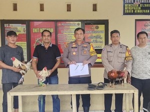 Polisi Gerebek Arena Judi Sabung Ayam di Manggala Makassar, Pelaku Kabur